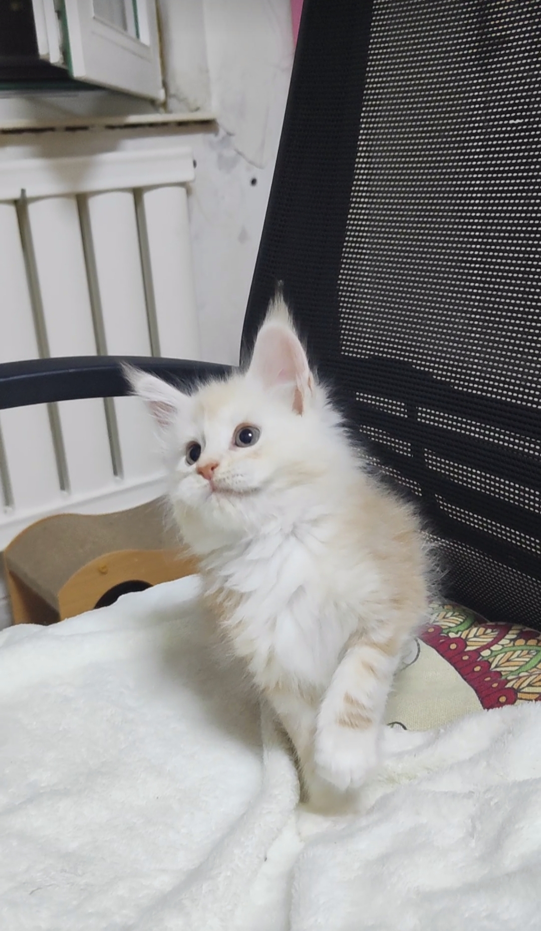 爱宠🐾